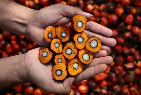 PALM OIL