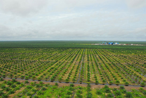 Palm-Tree-Production