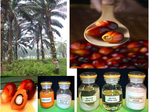 palm_oil_application